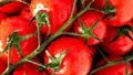 INDAM 1320 Tomato Seeds: A Profitable and High-Yielding Variety for Tomato Cultivation