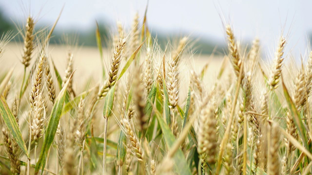 Wheat field (Representational Image Source: Pexels)