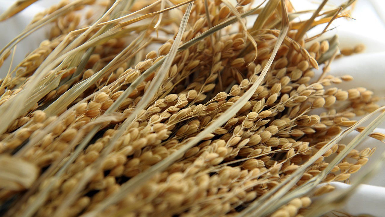 Representational image of Paddy Procurement (Photo Source: Pixabay)