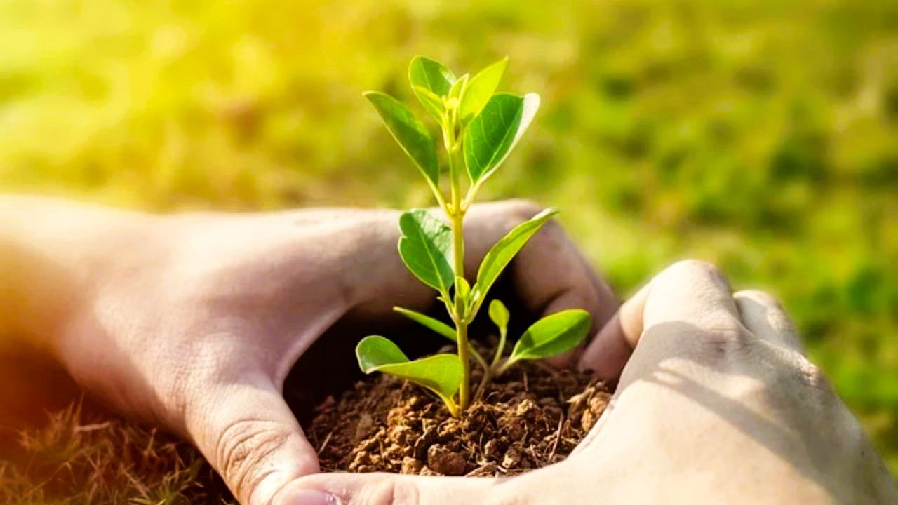 Sowing hope and nurturing growth, hand in hand with nature (Representational Image Source: Pexels)