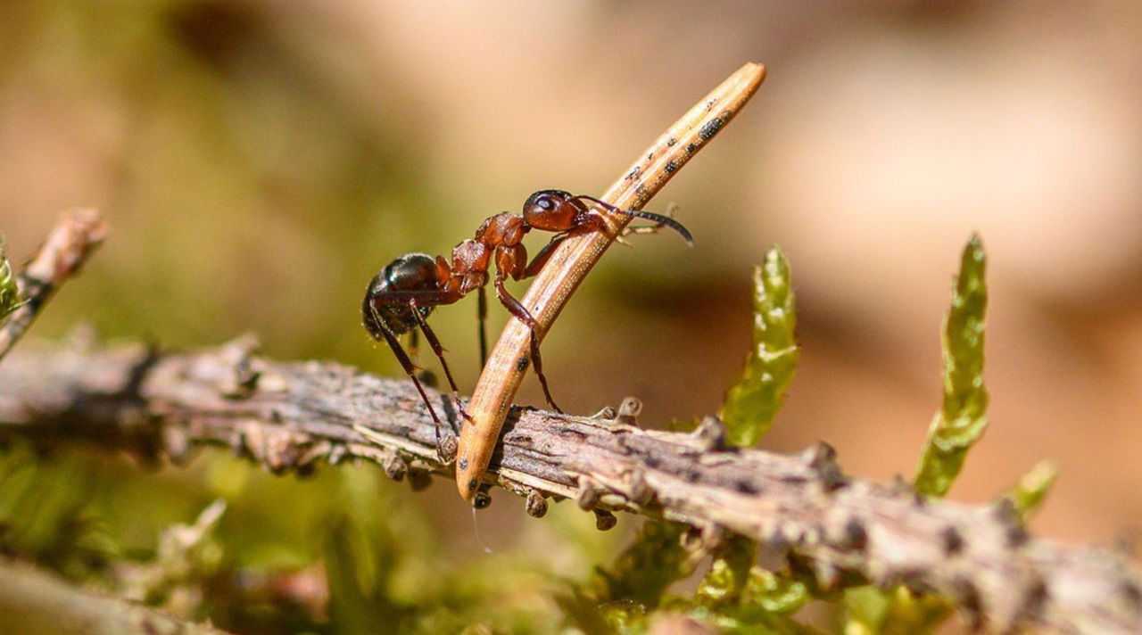 Today, around 250 ant species across the Americas and Caribbean still carry on an ancient tradition, farming fungi to sustain their colonies. (Photo Source: Pixabay)