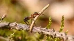 Ancient Farmers: Ants Began Cultivating Fungi 66 Million Years Ago, Long Before Humans Discovered Agriculture