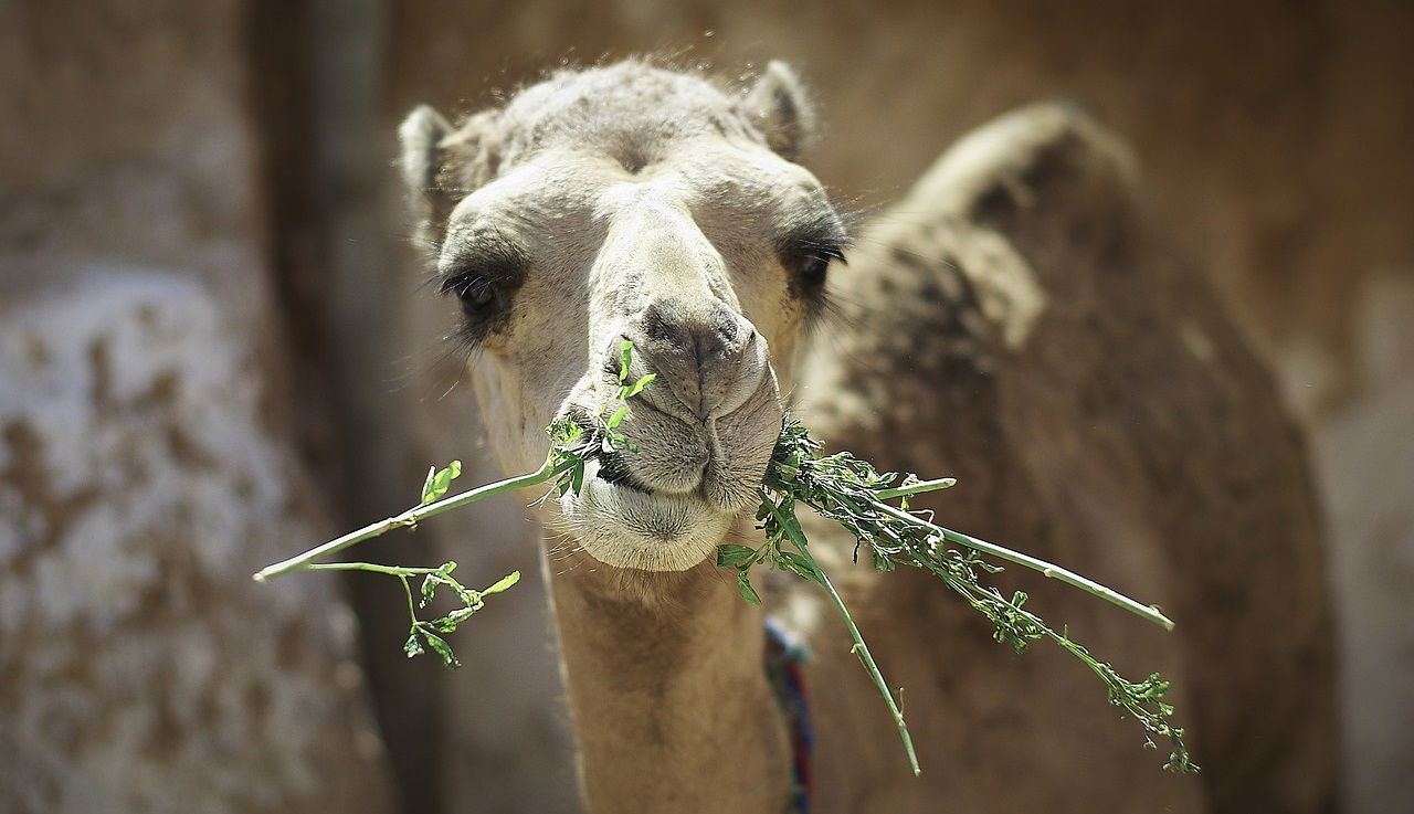 Camel milk boosts immunity and supports digestion with essential nutrients. (Photo Source: Pixabay)