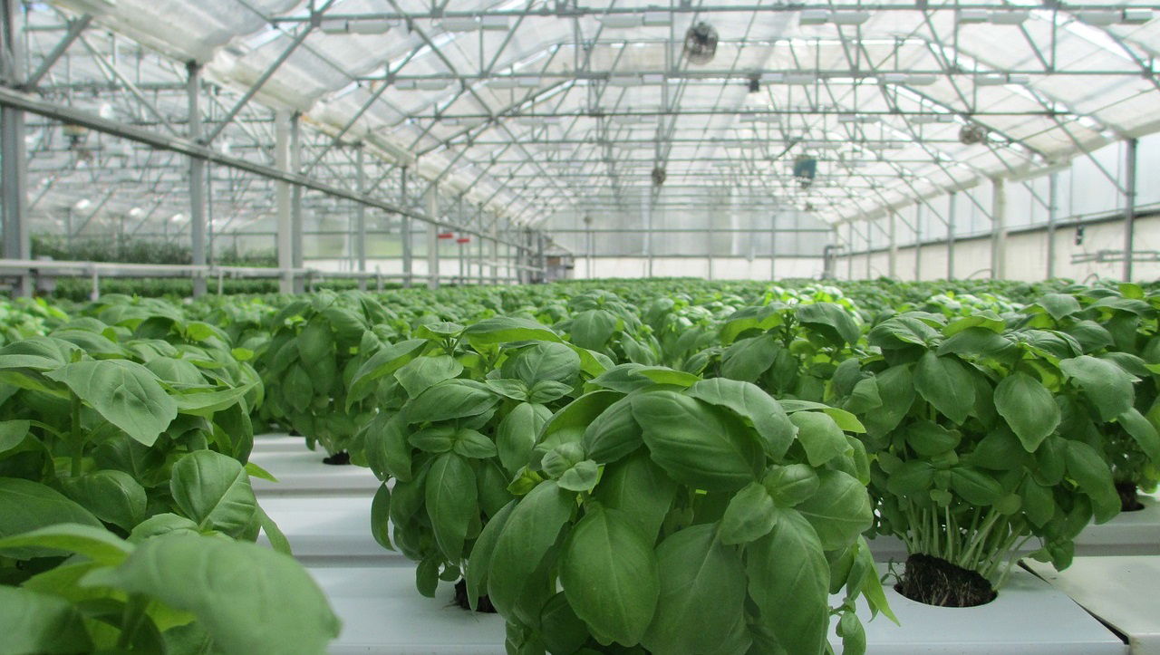 CEA, including indoor agriculture (IA) and vertical farming, allows crops to be grown in optimal settings using hydroponic, aeroponic, or aquaponic systems. (Photo Source: Pixabay)