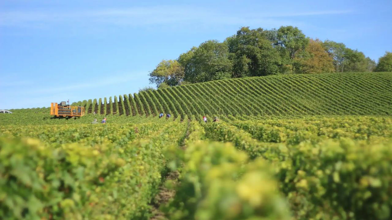 Agriculture Field (Representational Photo Source: Pexels)