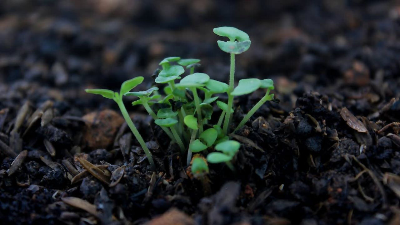 Soil (Representational Image Source: Pexels)