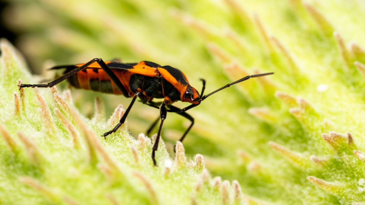 Red Milkweed Beetle (Representational Image Source: Pexels)