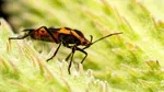 Genome Sequencing of Red Milkweed Beetle Unlocks Insights into Plant-Feeding and Evolution