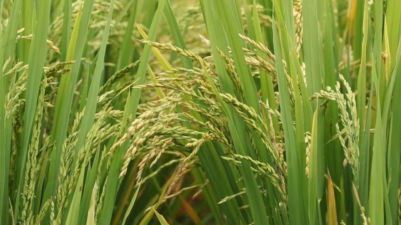 Paddy field (Representational Image Source: Pexels)