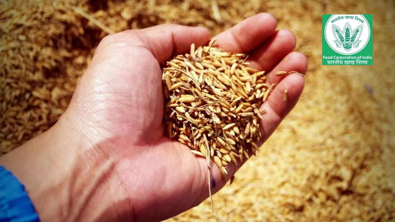 Hand holding a bunch of paddy grains (Representational Image Source: Canva)