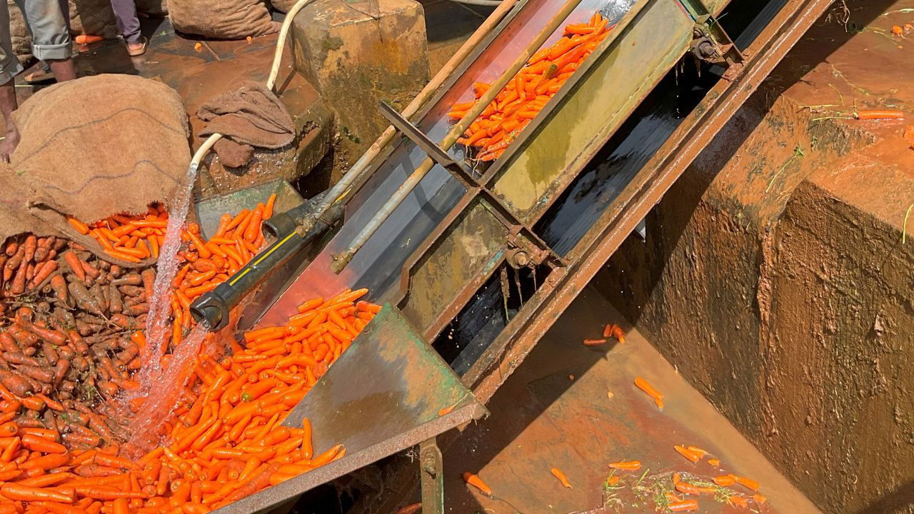 Carrots being washed and sorted through an automated conveyor system at a processing facility