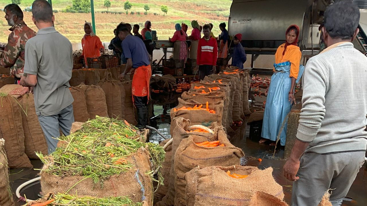 Workers sorting and packing freshly harvested carrots into gunny bags at a processing facility