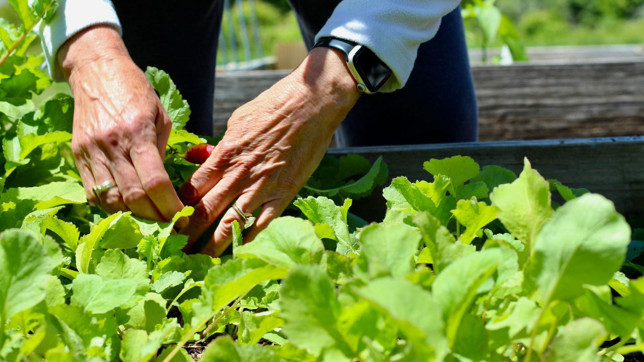 Hands tending to fresh green plants in a garden bed (Representational Image Source: Pexels)