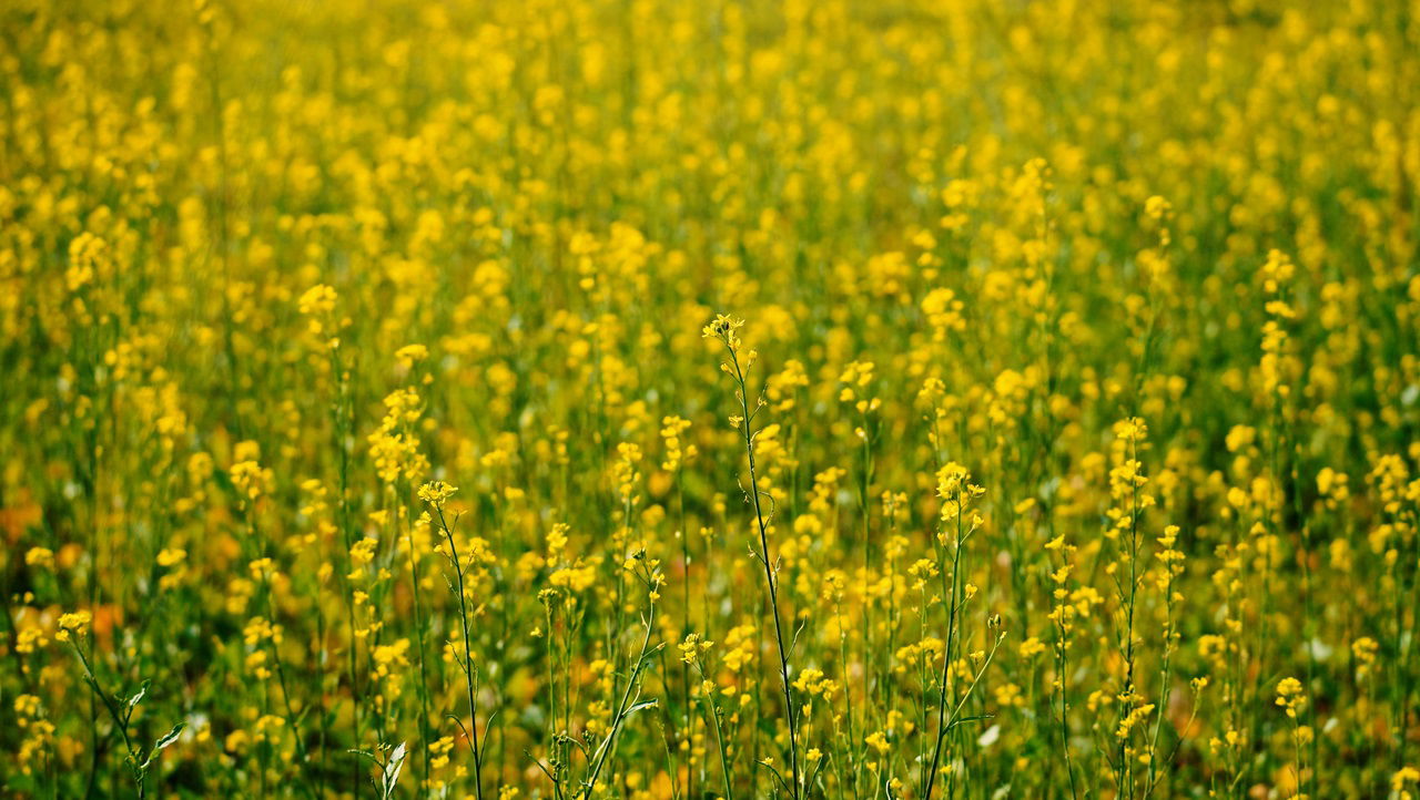 Vegetable Oil Price Index surged by 7.3% in October, reaching a two-year high. (Photo Source: Pexels)