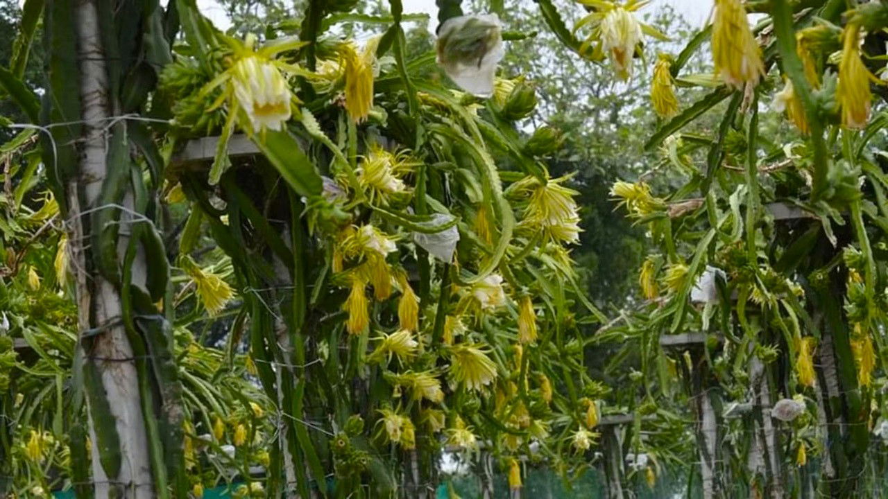 Dragon fruit farming is perfect for areas with limited water, as it's drought-resistant.