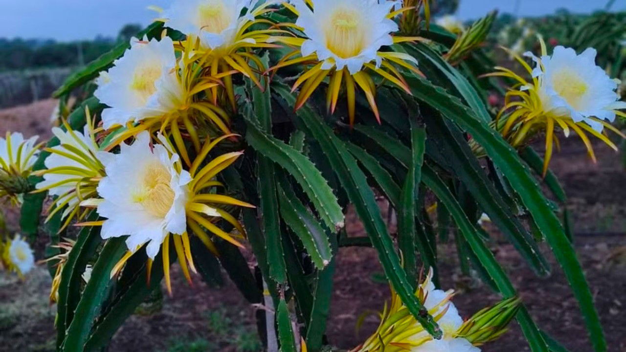 Dragon fruit takes about 45 days from flowering to fruit formation.