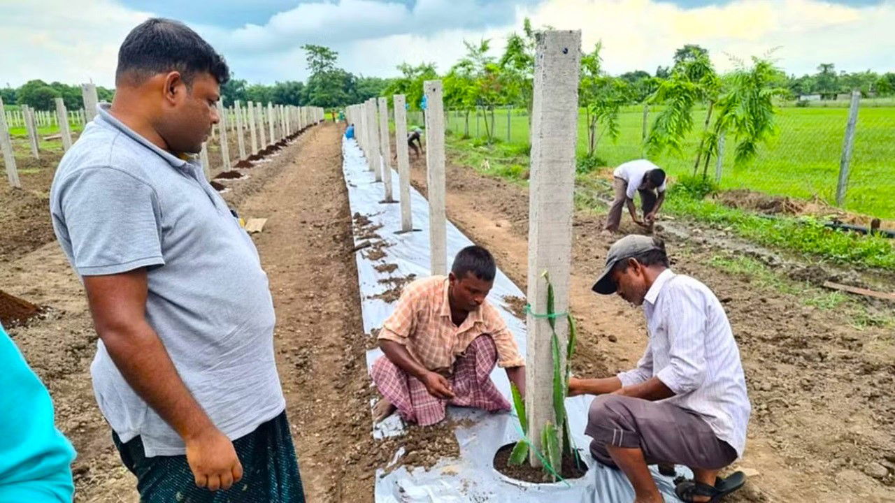 A large part of the investment went into setting up pillars, each costing Rs 500, to support the climbing dragon fruit plants.