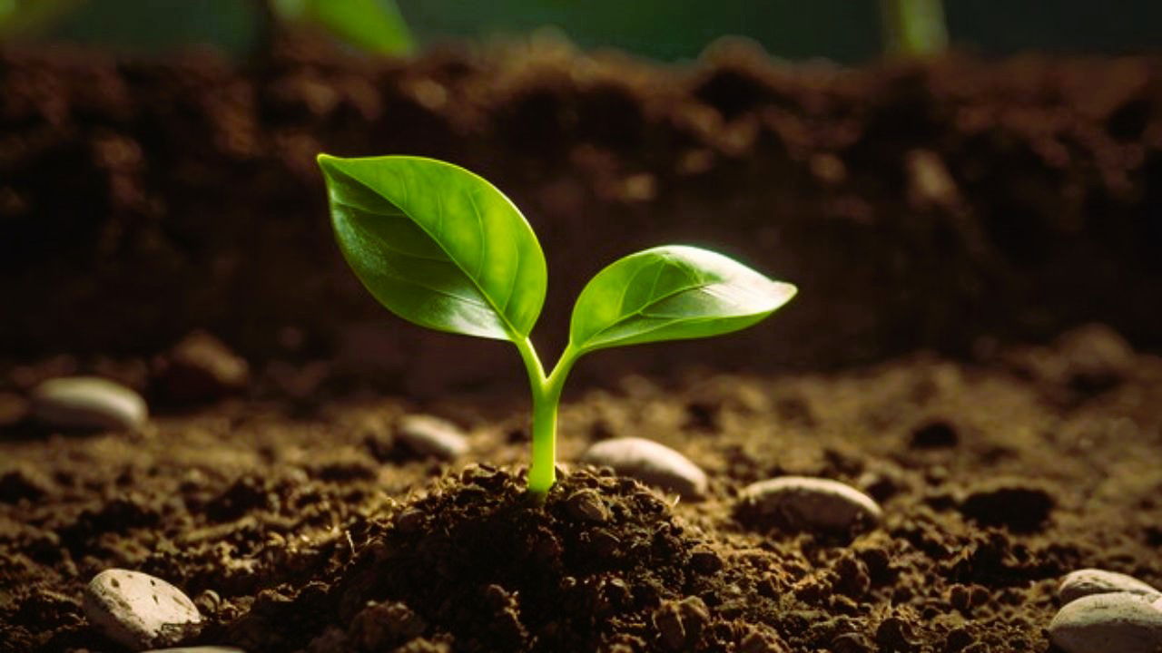 A young seedling emerging from soil (Representational Image Source: Freepik)