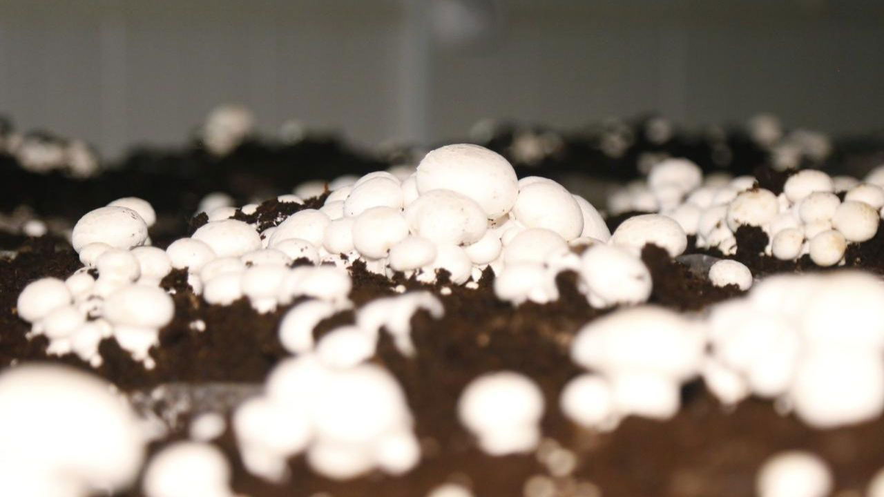 Mushroom Farming