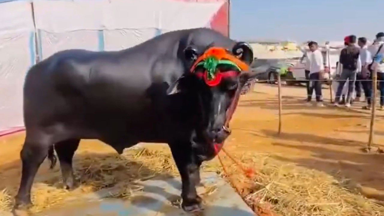 Anmol, an extraordinary Pure Murrah buffalo from Haryana.