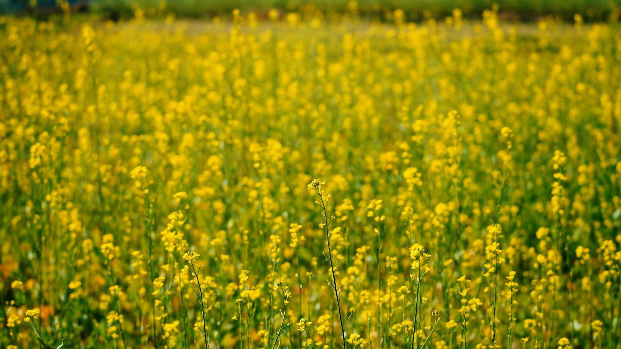 Mustard field (Representational Image Source: Pexels)