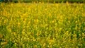 Pusa Double Zero Mustard 31: A High-Yield, Disease-Resistant Mustard Variety with Superior Canola-Quality Benefits