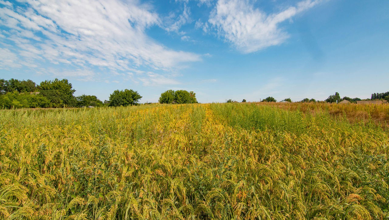 Report highlights aggressive conservation practices could transform agriculture from a 10% GHG contributor to a net carbon sink. (Photo Source: Pixabay)