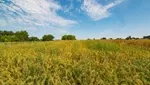 New Report Highlights U.S. Agriculture's Potential to Reverse Carbon Footprint