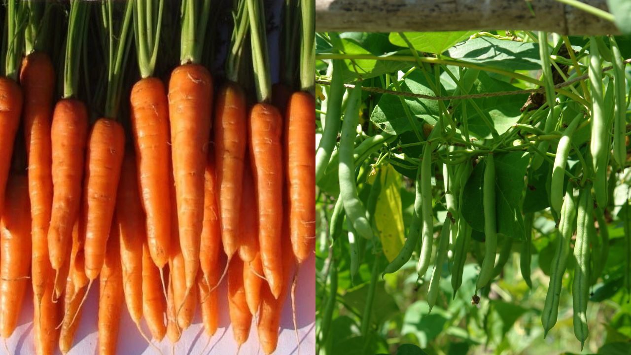 Solan Shresth carrot and Lakshami French bean, developed by Dr. YS Parmar University