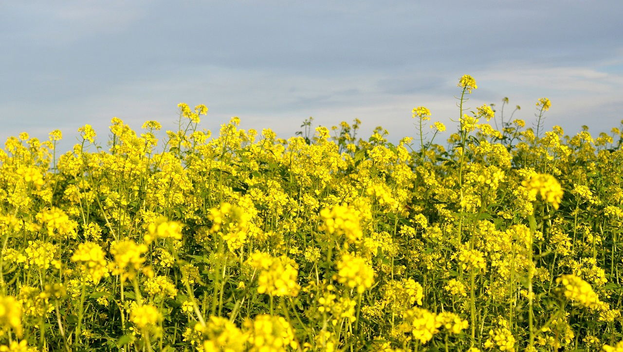 Scientists at the Bose Institute identified new gene, HMGB15, crucial for pollen and seed Development. (Photo Source: Pixabay)