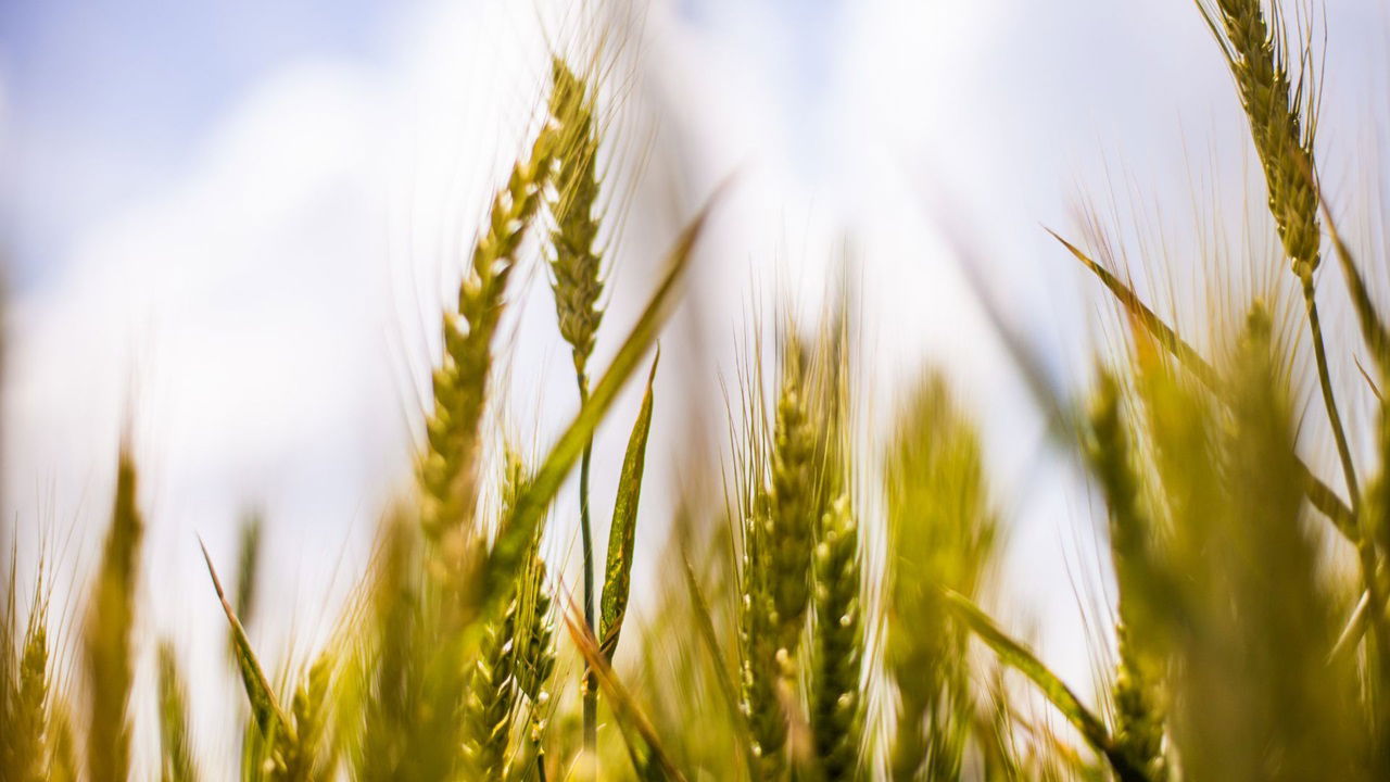 Representational image of Agrifood System (Photo Source: Canva)