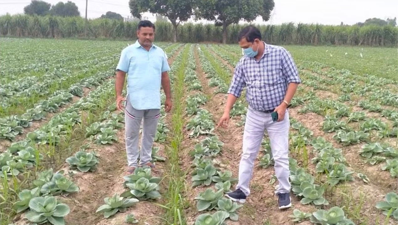 Rakesh grows sugarcane using mixed cropping, combining it with mustard, cauliflower, brinjal, marigold, cabbage, and bitter gourd.