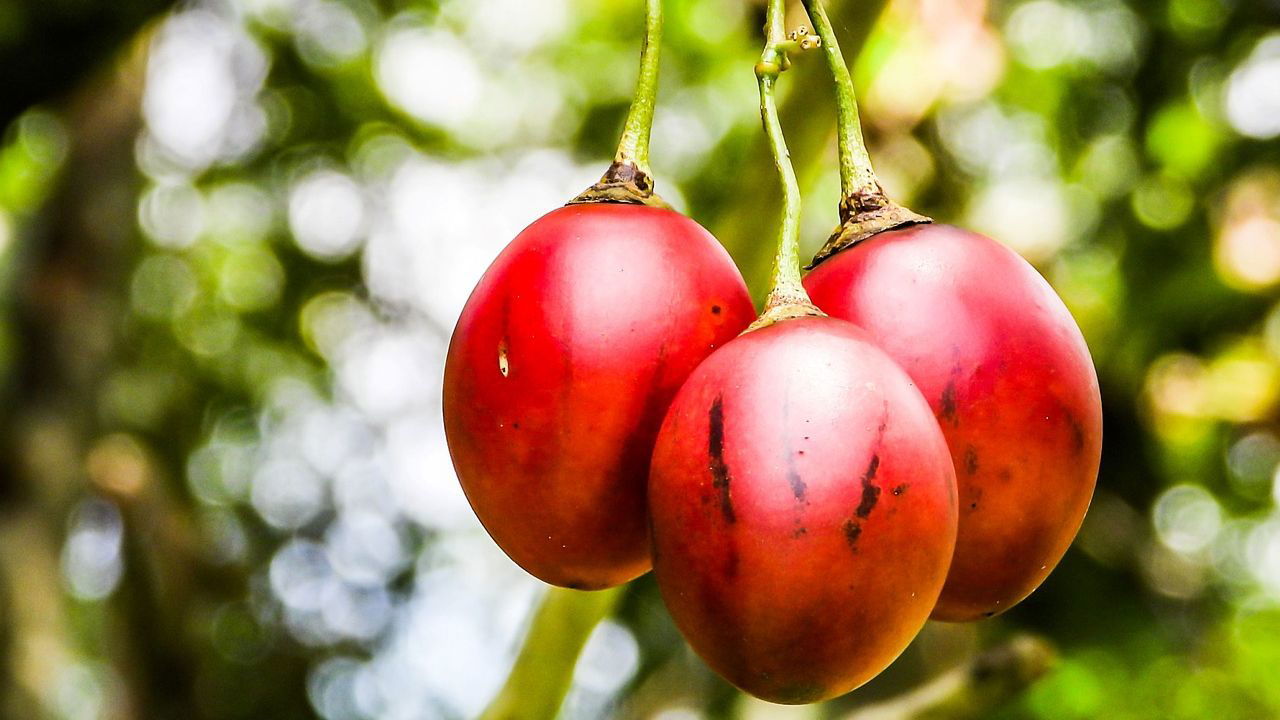 Tamarillo (Representational Image Source: Pixabay)