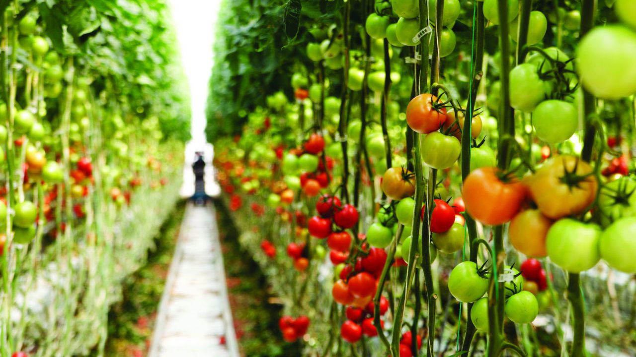 A tomato farm with lush green vines, ripe red tomatoes