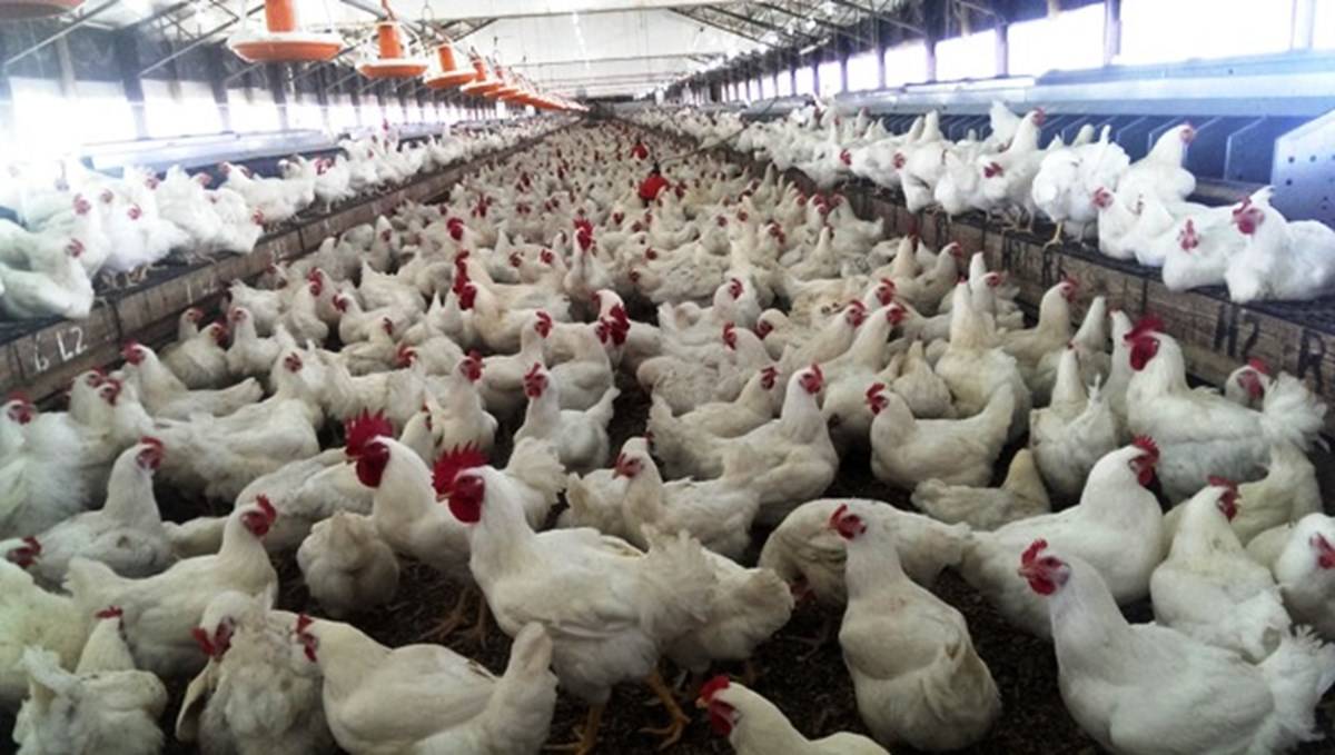 Goa Government gives 80% Subsidy to Poultry Farmers