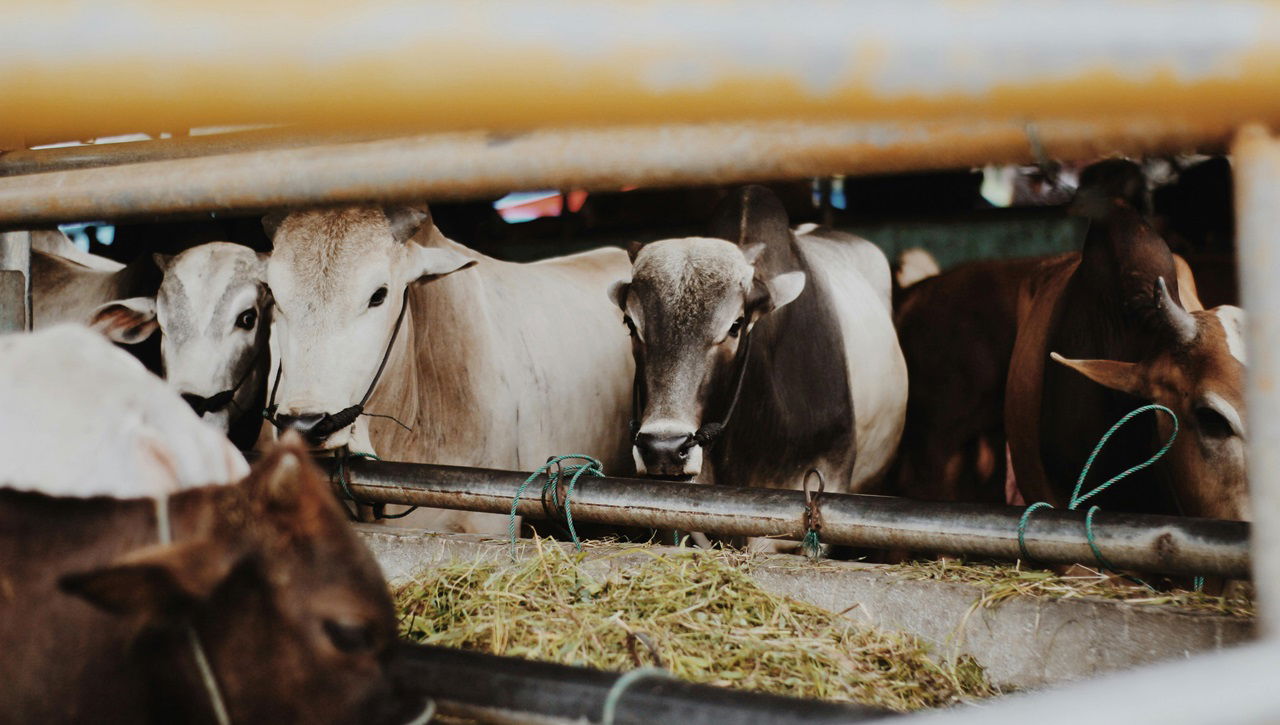 This first-of-its-kind facility in Madhya Pradesh and the country generates biogas from a combination of cattle dung and organic waste materials. (Photo Source: Pexels)