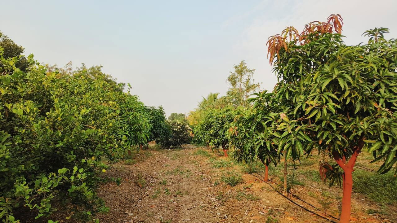 Pradeep Bhimrao Pol's Mango Orchard