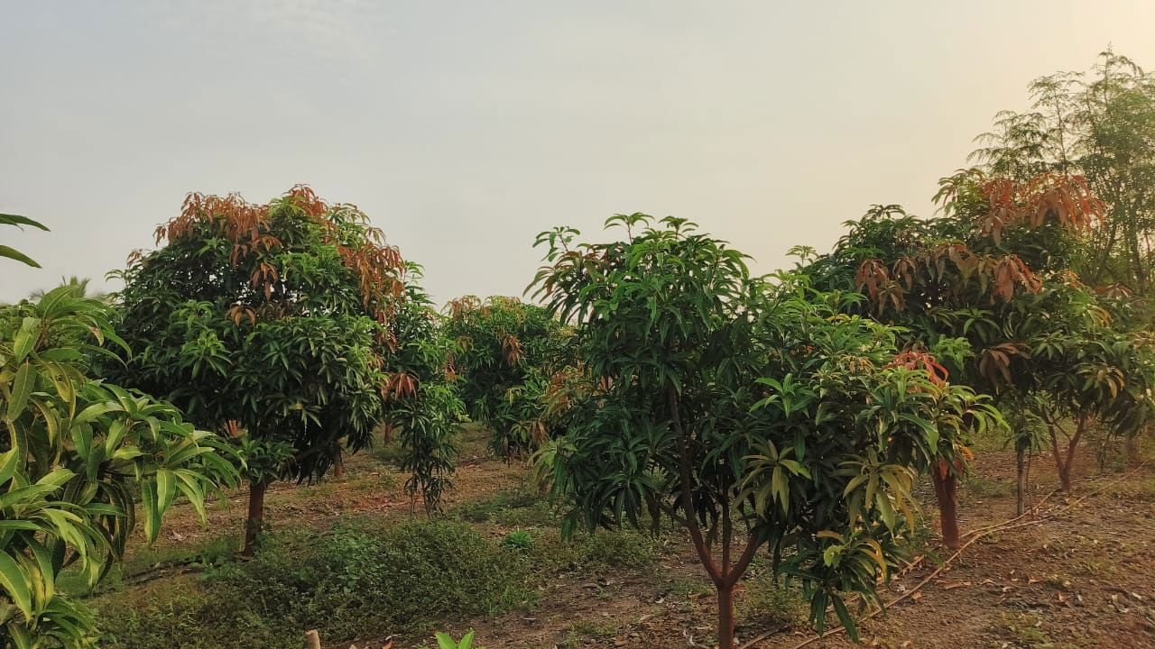 Pradeep Bhimrao Pol's Mango Garden