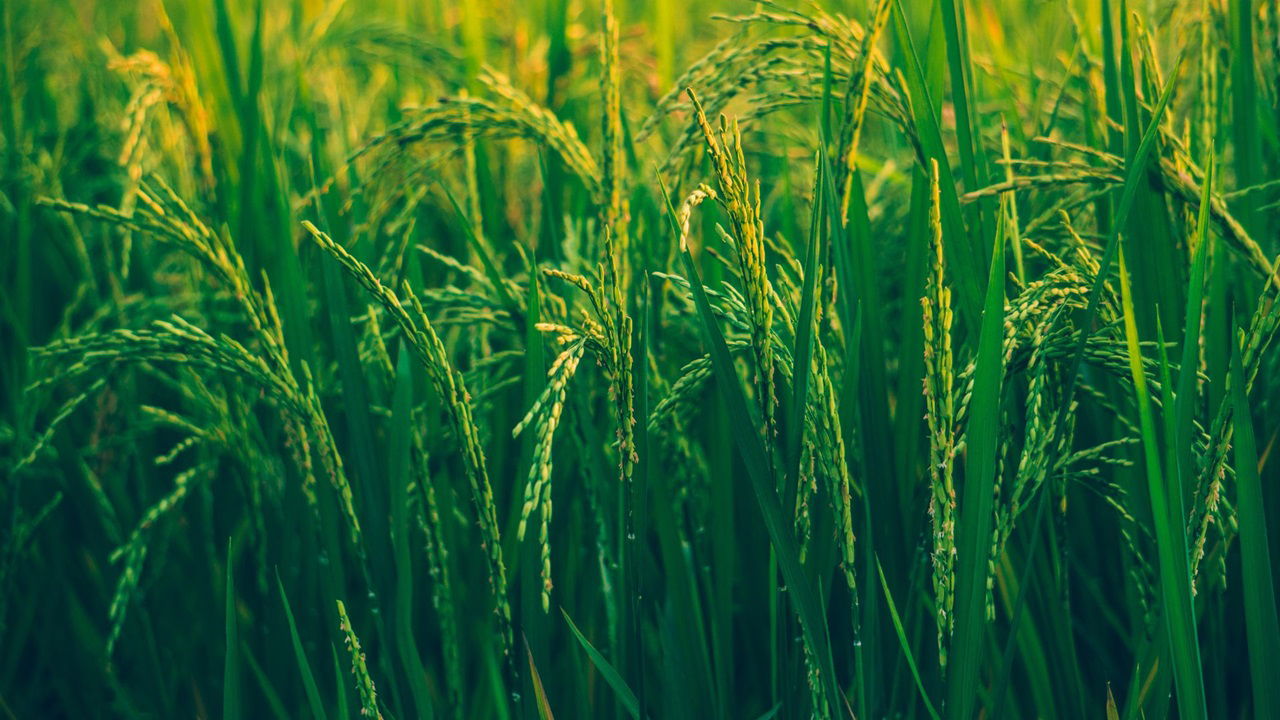 Methane emissions from rice cultivation are a major contributor to agricultural greenhouse gases globally. (Photo Source: Pixabay)