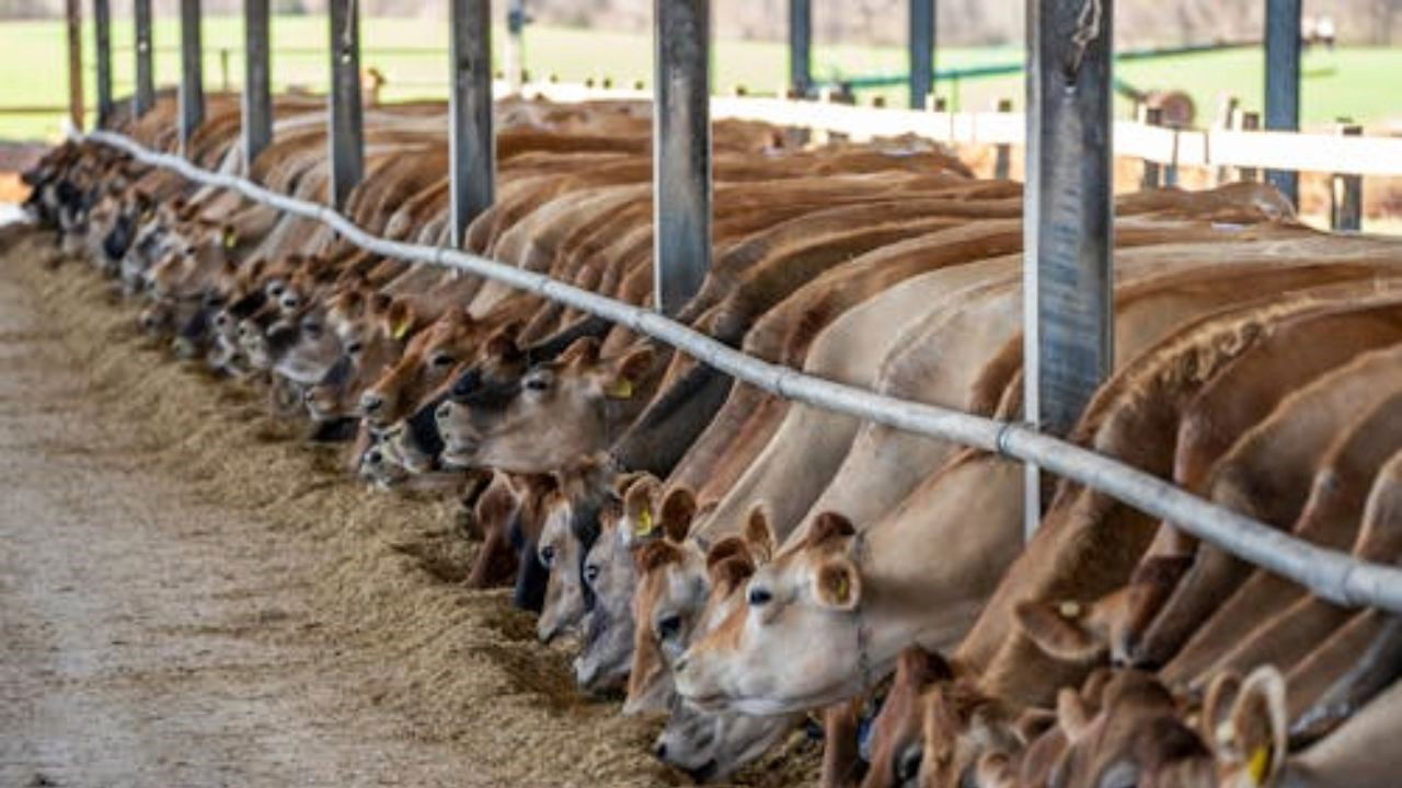 Representational picture of cattle feed (Source: Pexels)