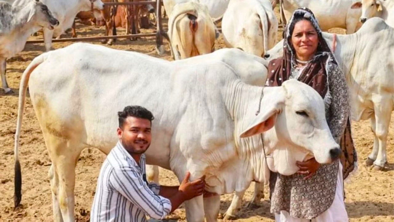 A key element of Renu’s success is her reliance on indigenous cow breeds such as Sahiwal, Gir, Rathi, Tharparkar, and Hariana.