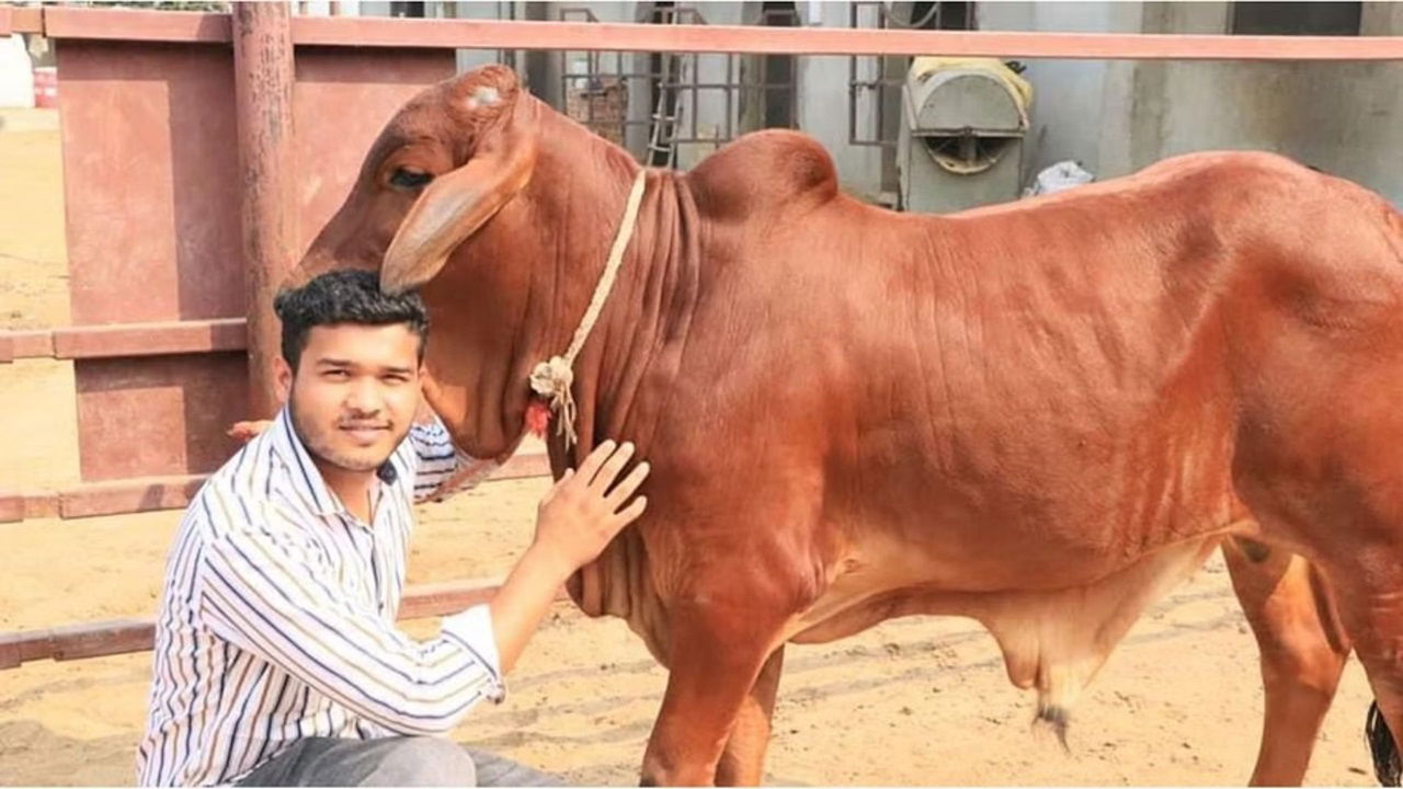 Renu, with the support of her son Dr. Vinay Sangwan, cares for these cows with love and dedication.