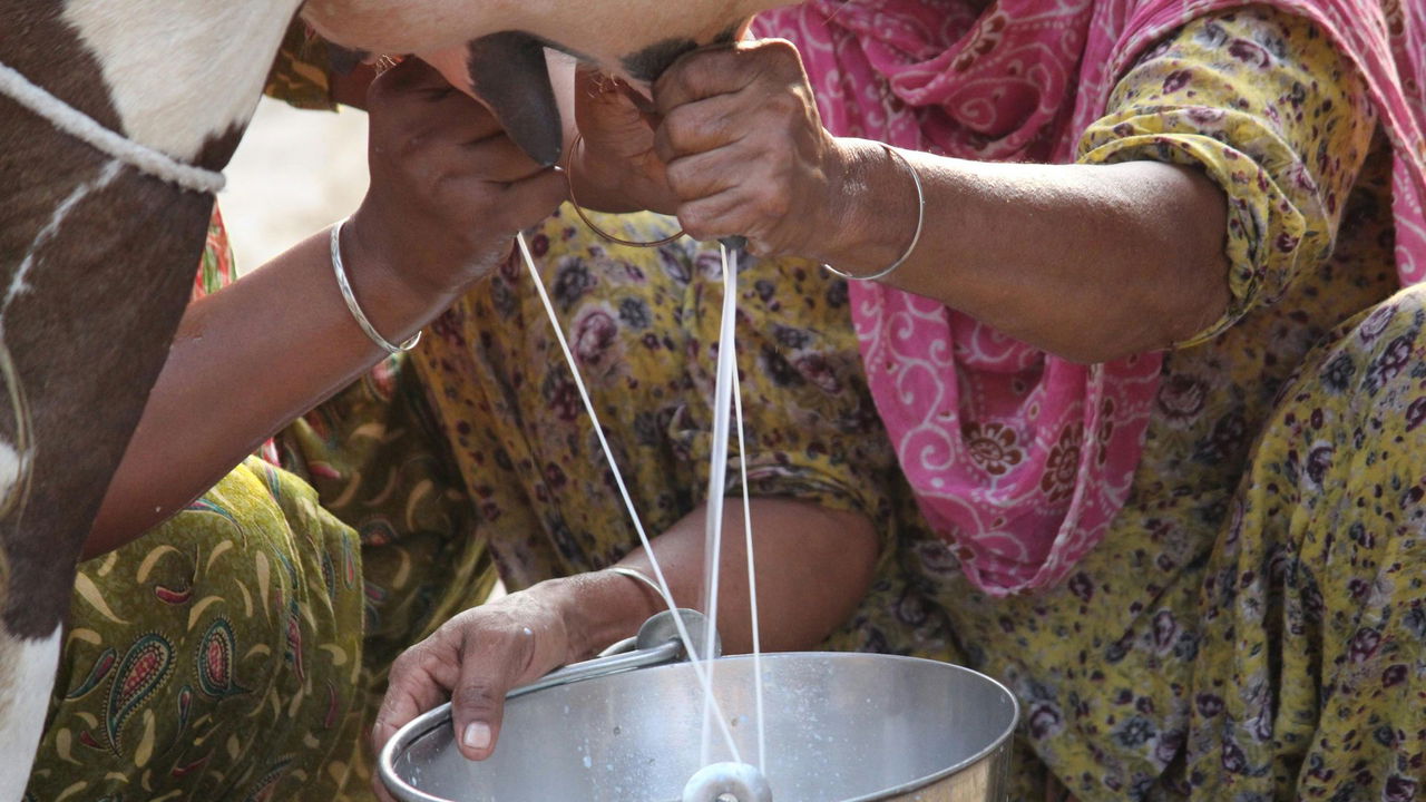 India remains the global leader in milk production with a record 239.30 million tonnes in 2023-24. (Photo Source: Pexels)