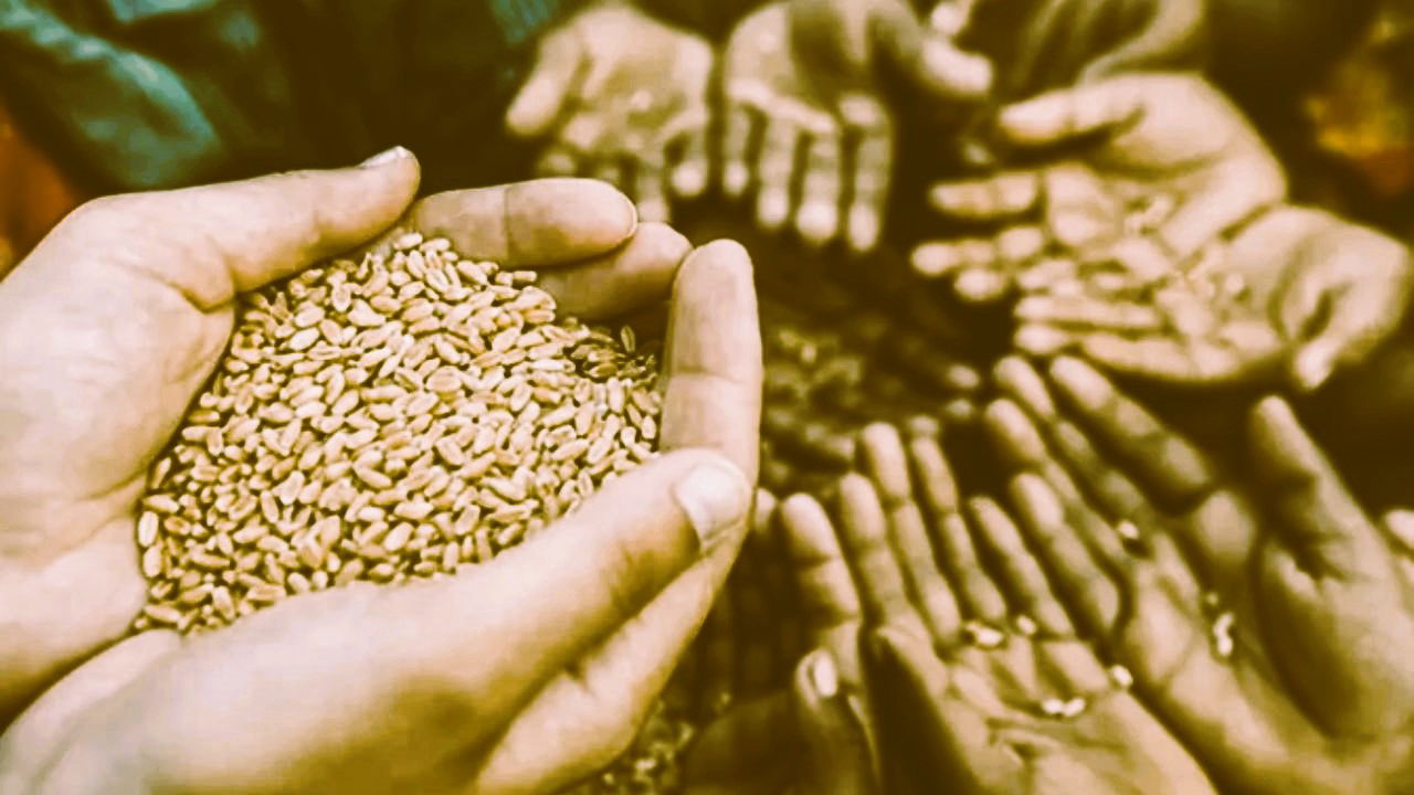 Hands holding wheat seeds, symbolizing food security (Representational Image Source: ORF)