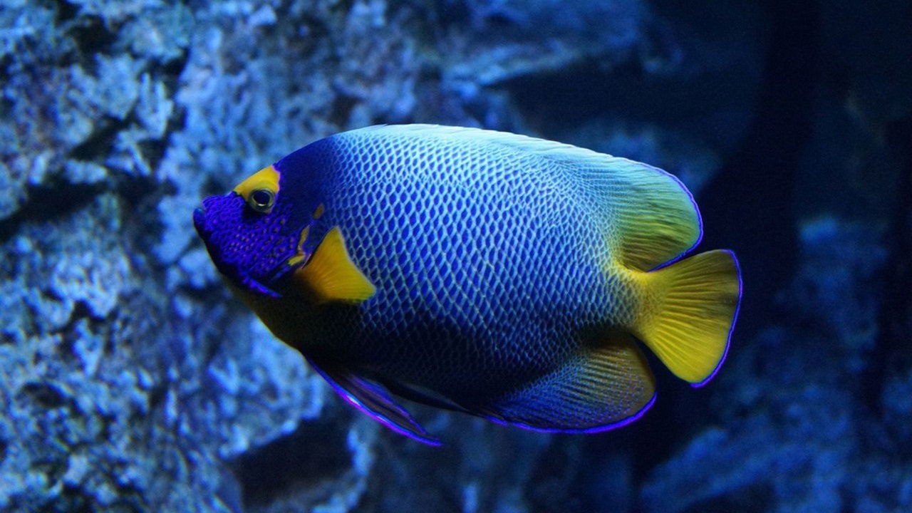 ICAR Achieves Breakthrough in Marine Ornamental Fish Breeding (Photo Source: Pixabay)