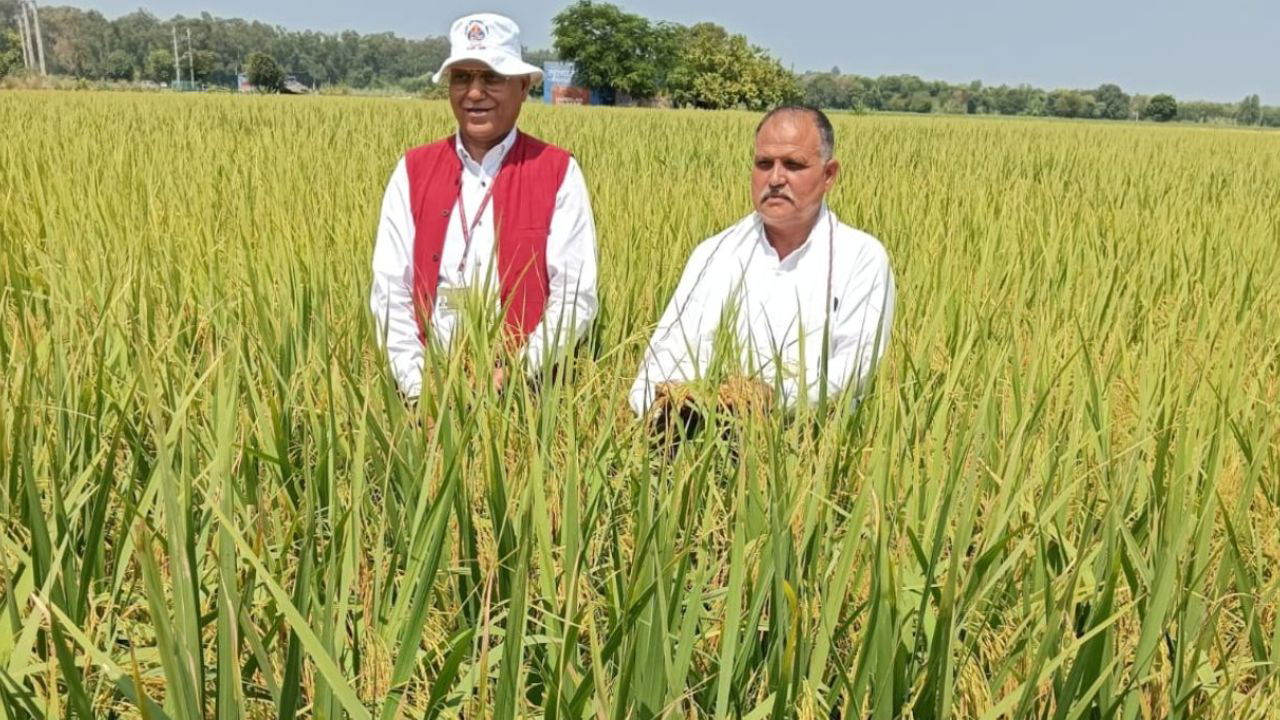 Dr. Ashok Kumar Singh, Indian Scientist and Satyavan in paddy field