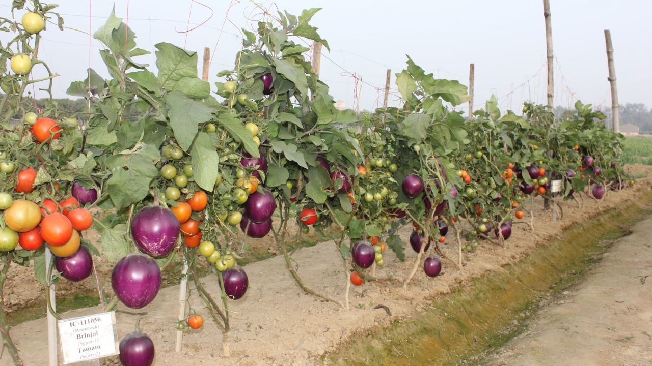 Brimato, a single plant with two grafted crops - brinjal and tomato (Image Credit: ICAR)