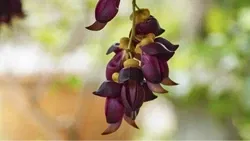 Mucuna: A Medicinal Marvel and Its High-Yielding Varieties to Boost the Harvest