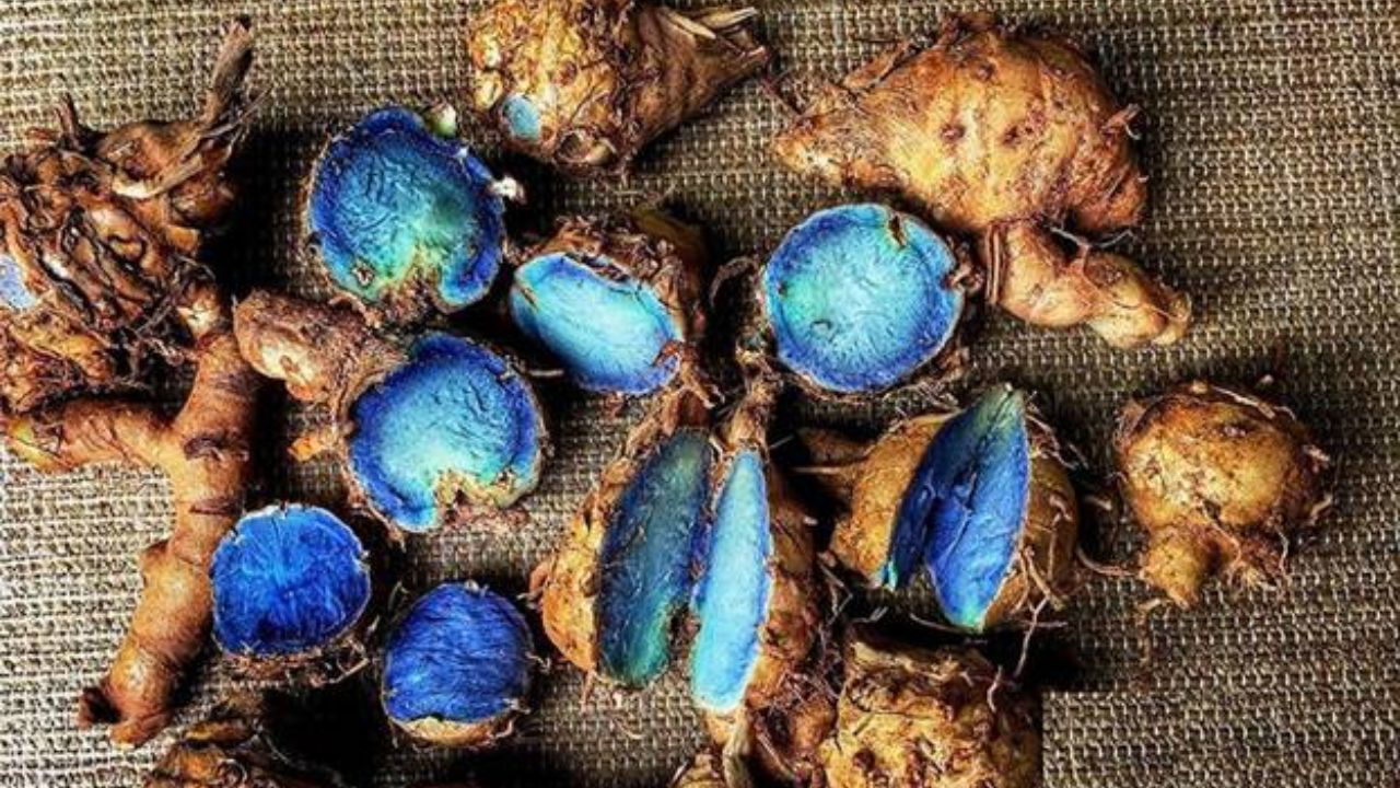 Black Turmeric (Representational Image Source: IIAASD)