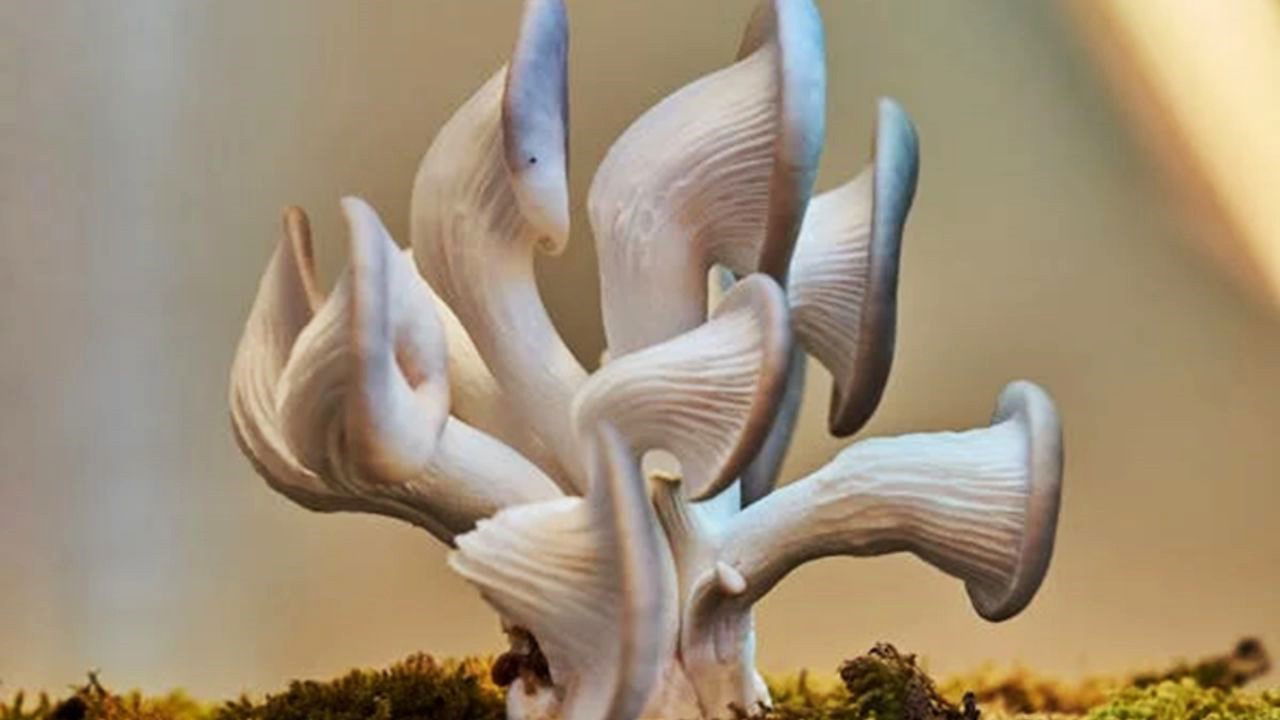 Blue Oyster Mushrooms (Representational Image Source: Pexels)